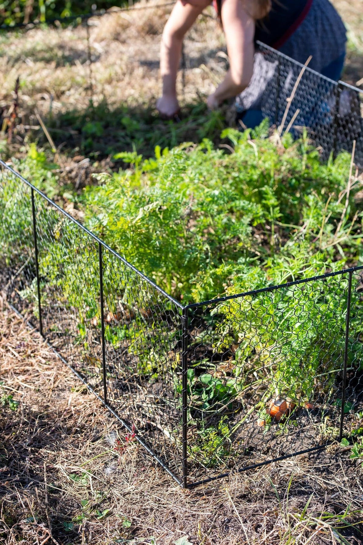 Chicken Wire Critter Fence, 16" High