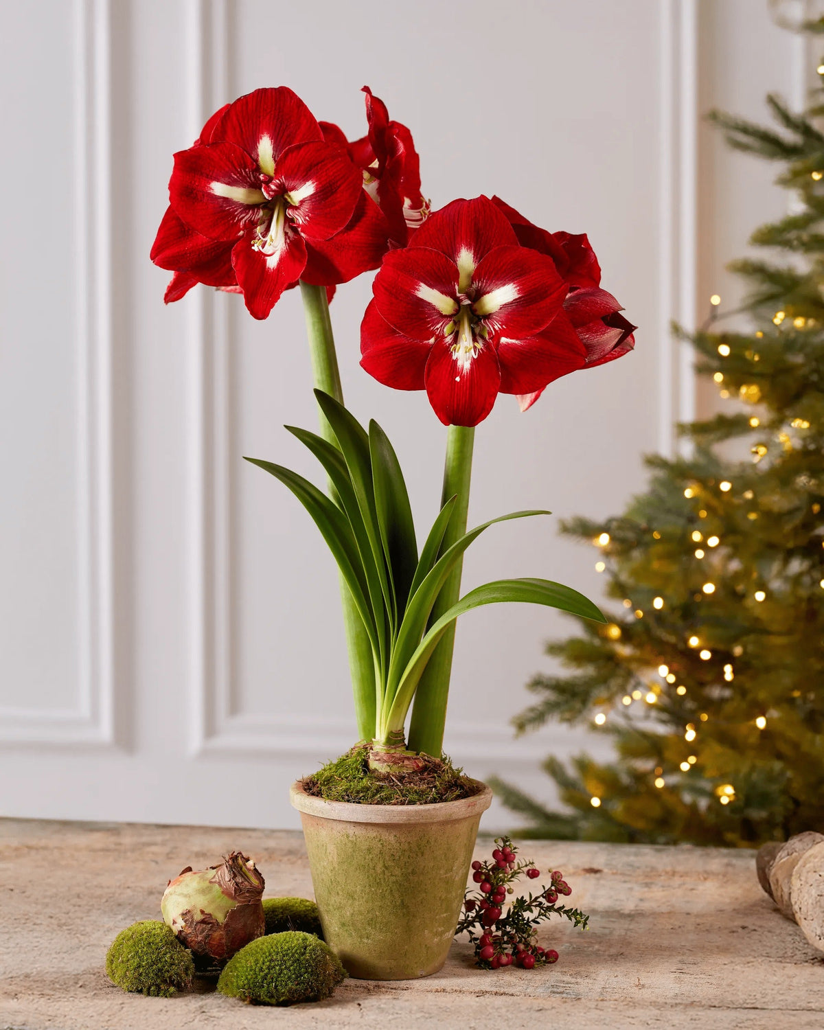 Premium Amaryllis Bulbs (Set of 2)