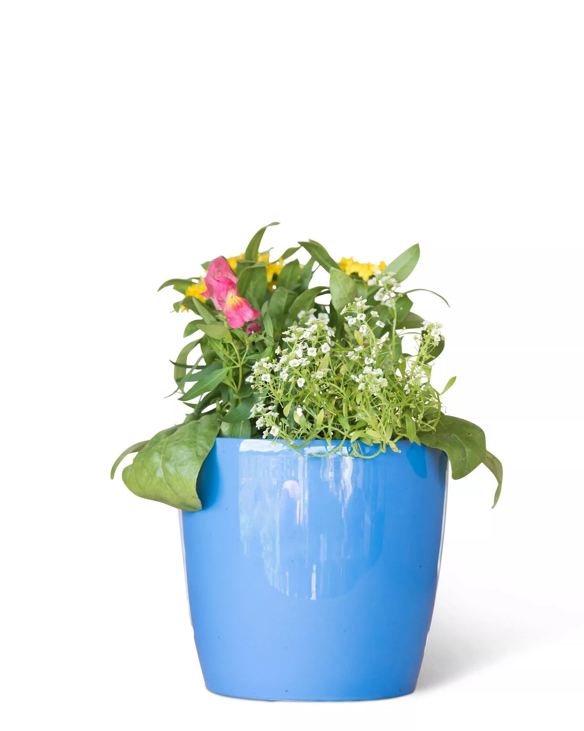 VivaTM Round Self-Watering Planter, 7" Diameter