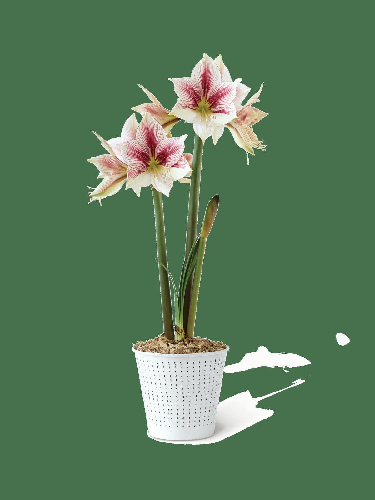 Potted Amaryllis