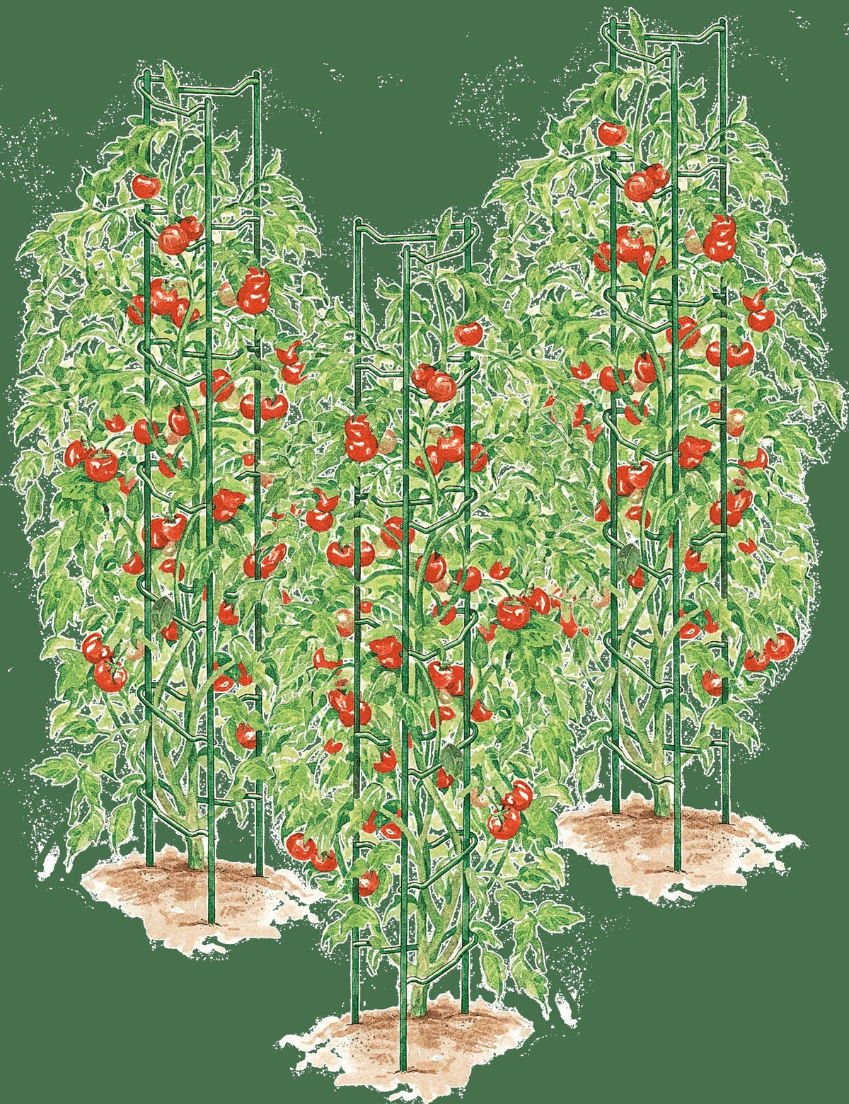 Tomato Ladders, Set of 3