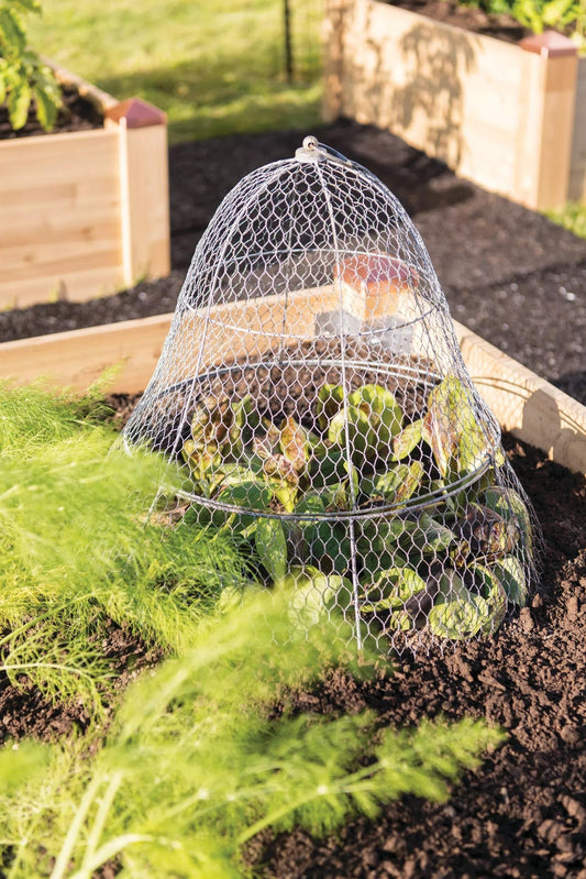 Chicken Wire Cloche with Extension