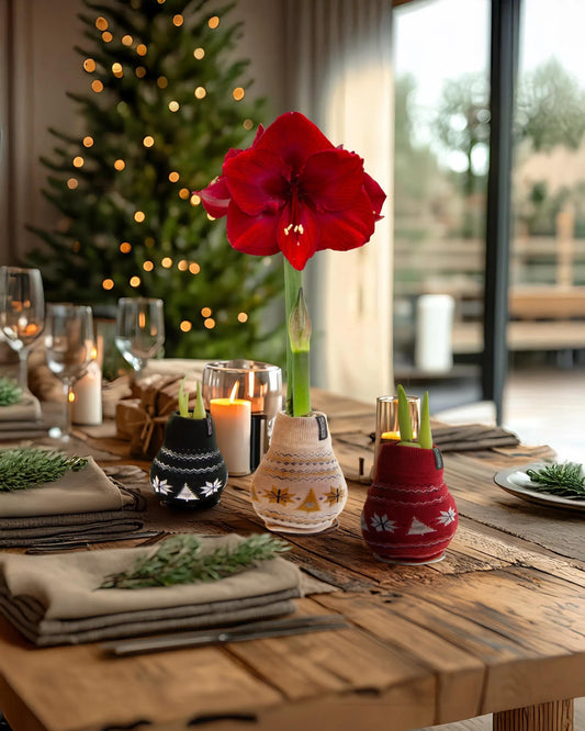 Nordic Sweater Waxed Amaryllis (Set of 3)