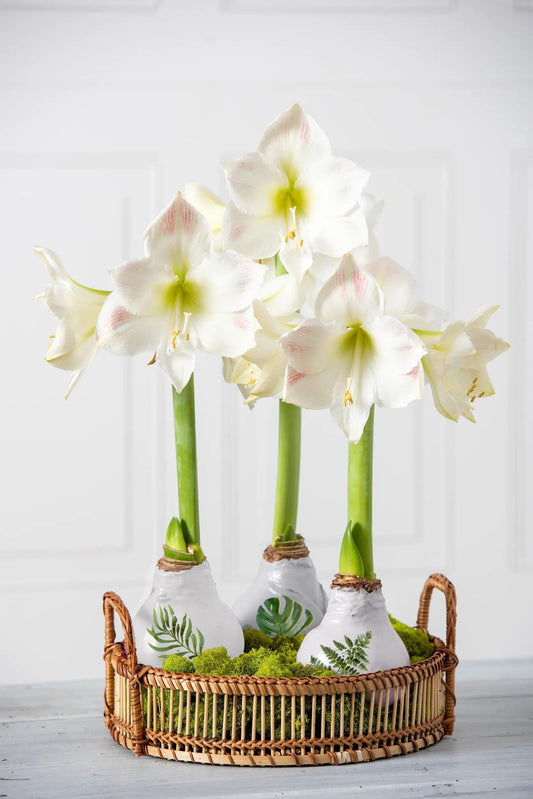 Printed Leaf Waxed Amaryllis (Set of 3)