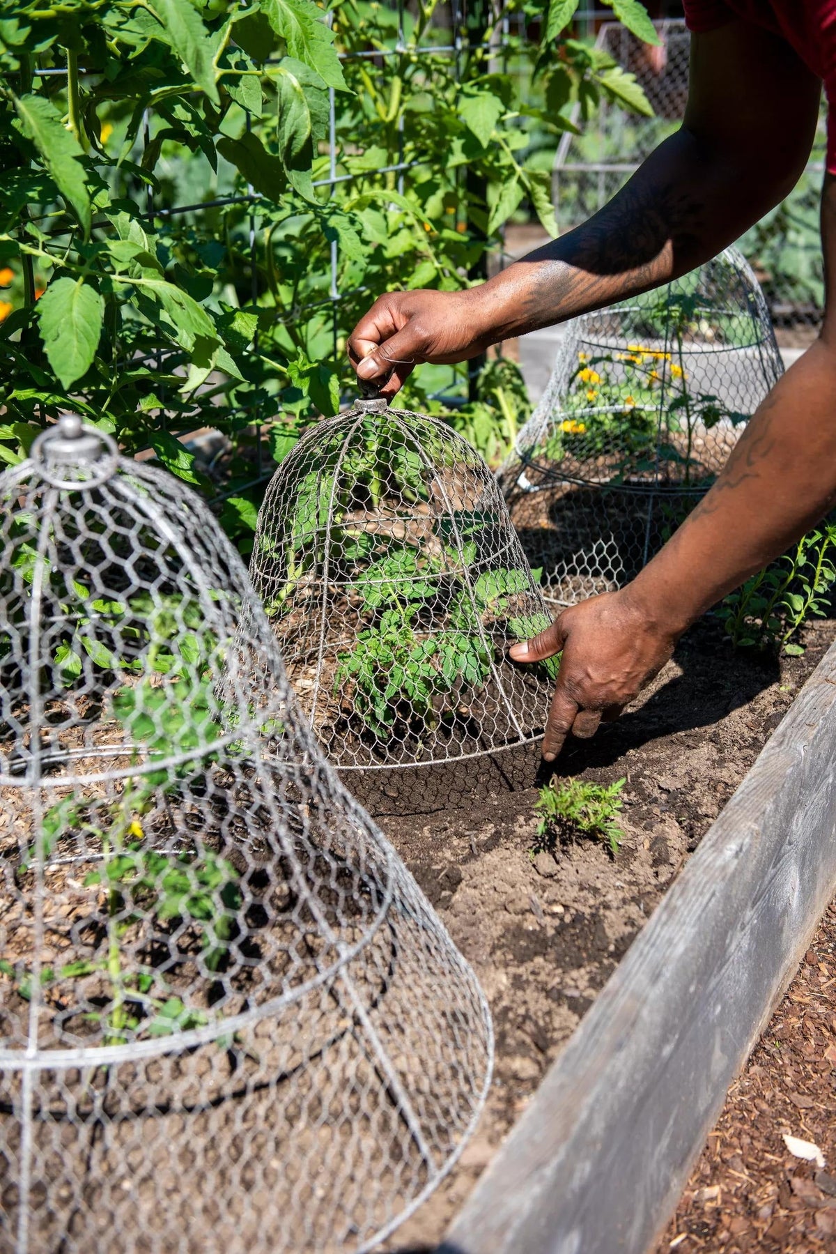Chicken Wire Cloche