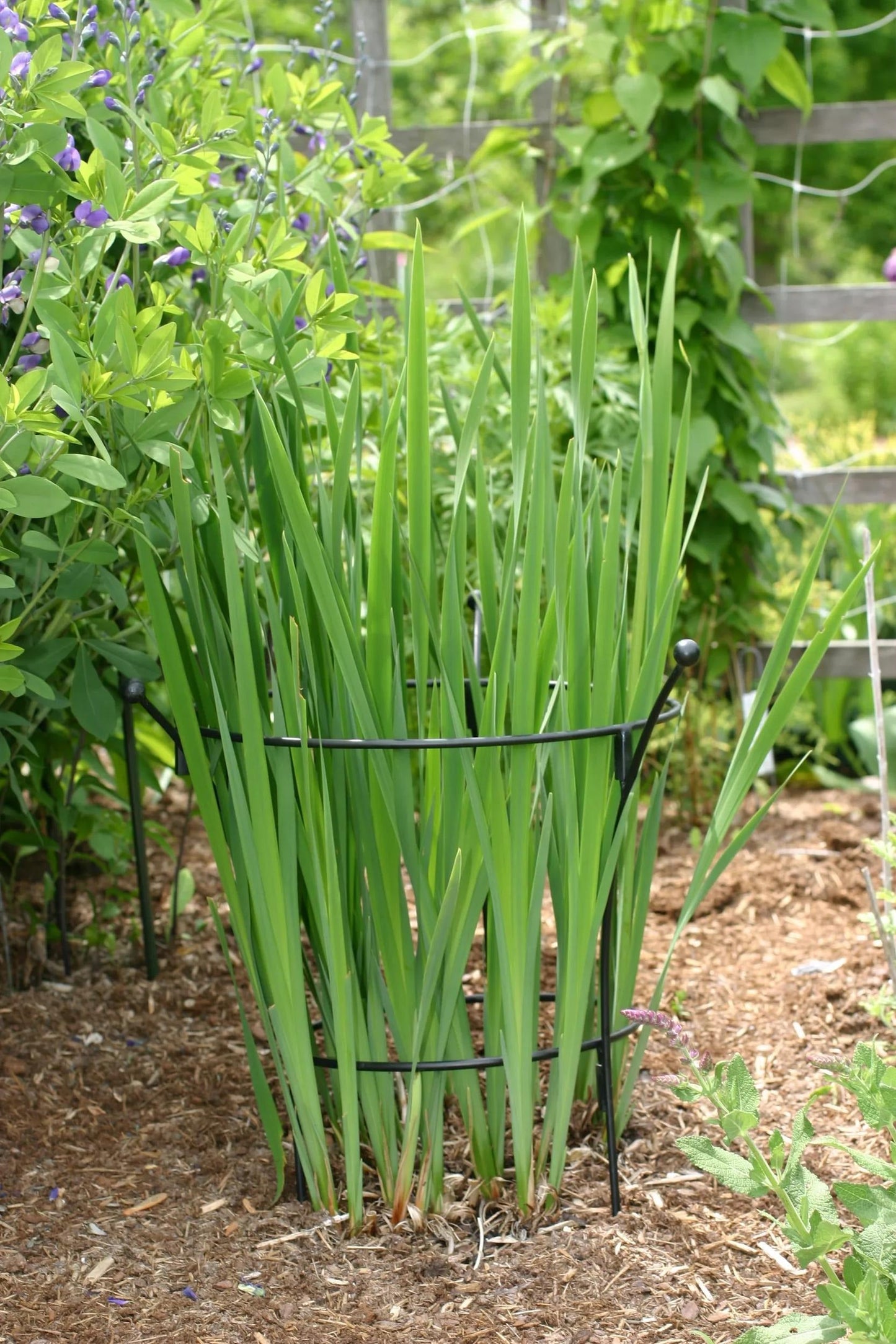 EssexTM Plant Supports