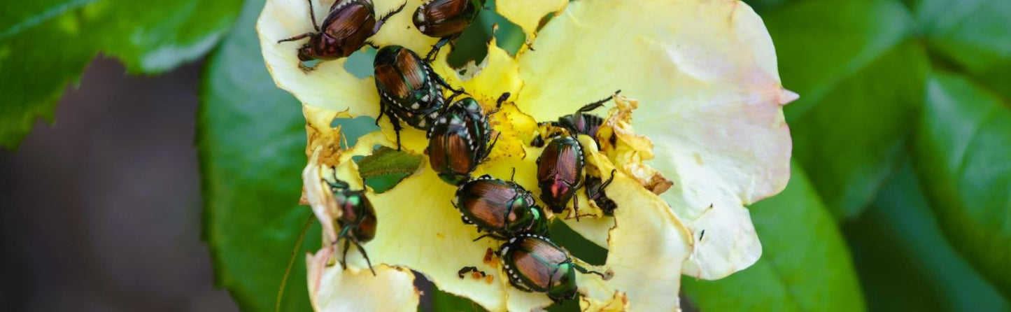 Control Summer Pests - Hadley, MA