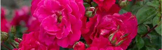 Roses 101 - Greenland, NH