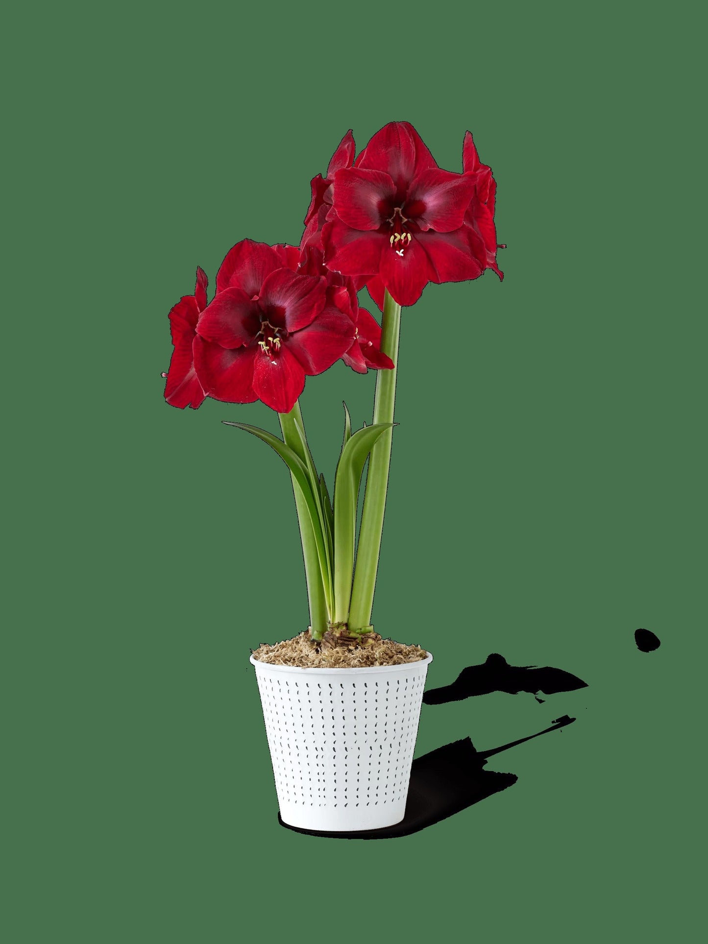 Potted Amaryllis