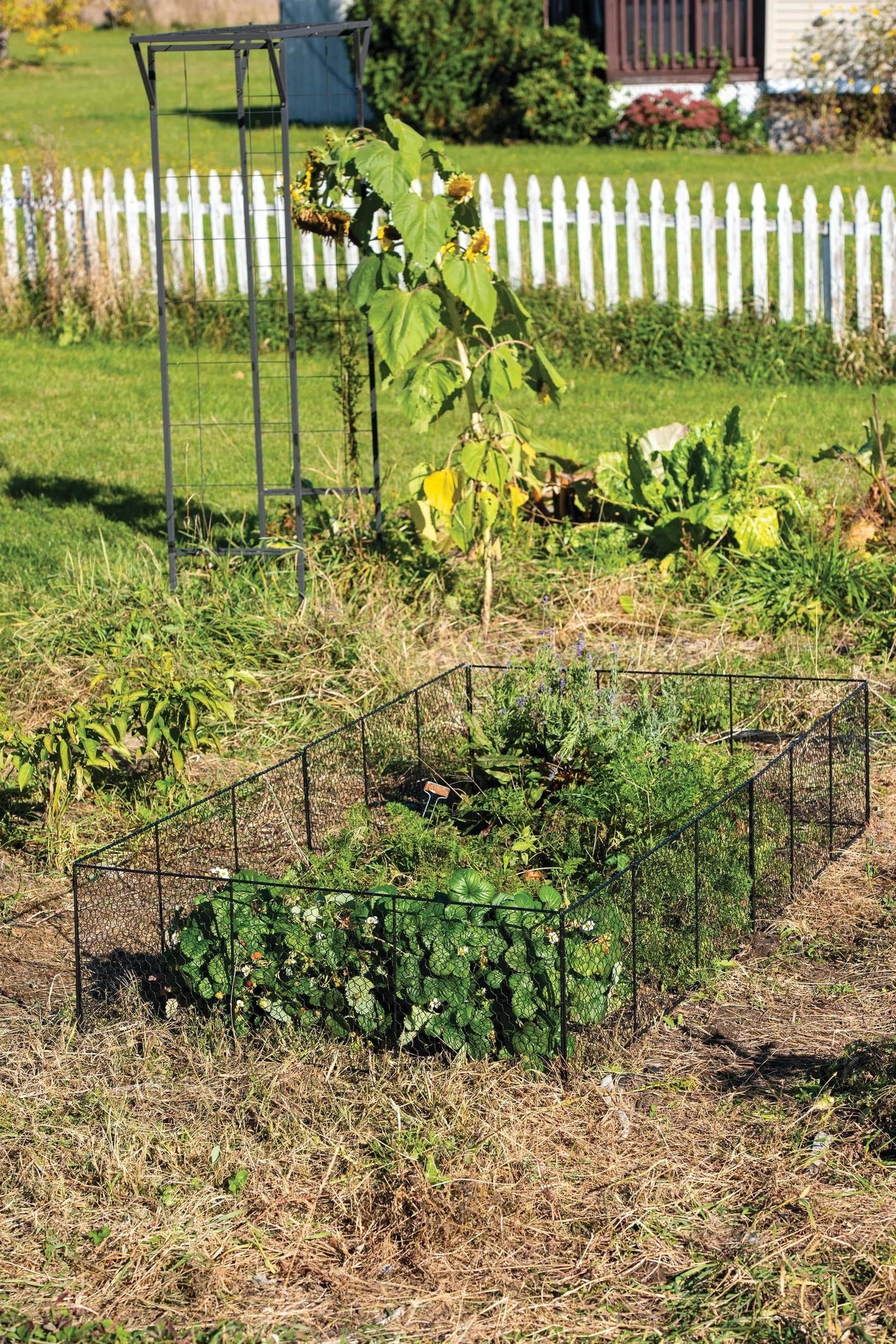 Chicken Wire Critter Fence, 16" High