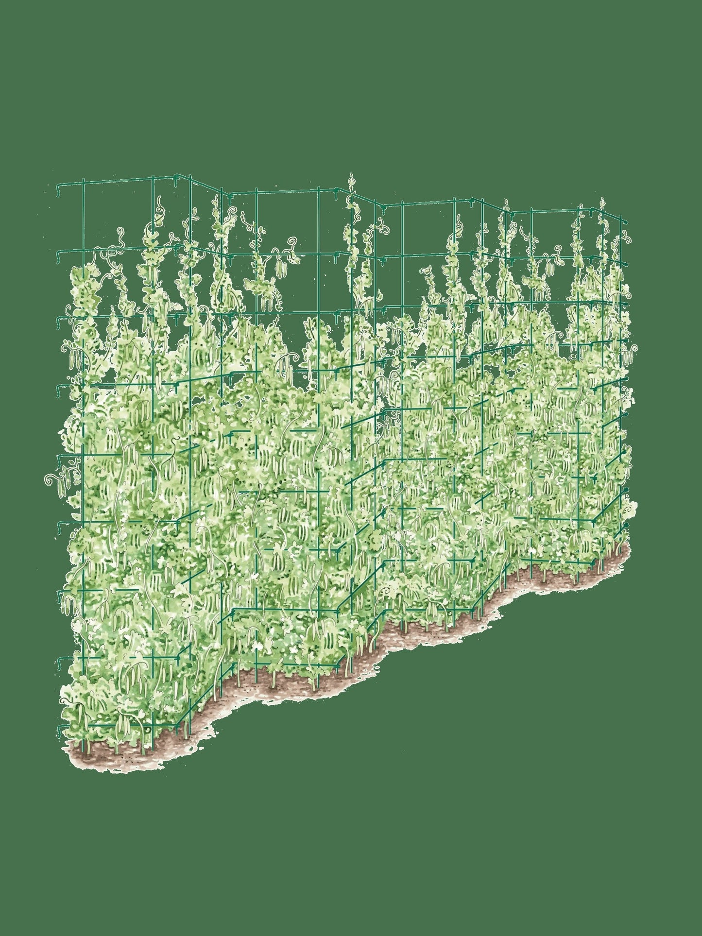 Tall Expandable Pea Trellis