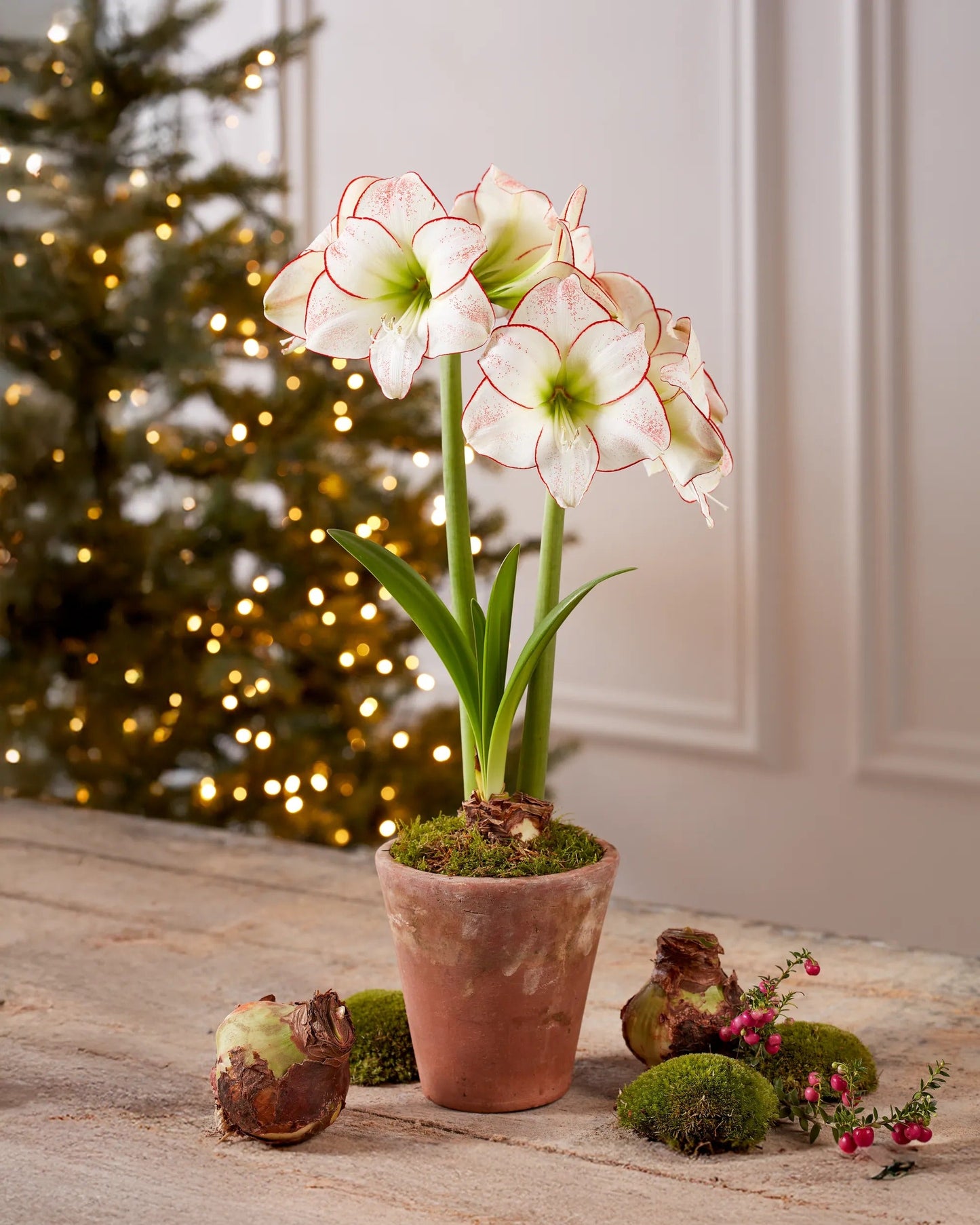Premium Amaryllis Bulbs (Set of 2)