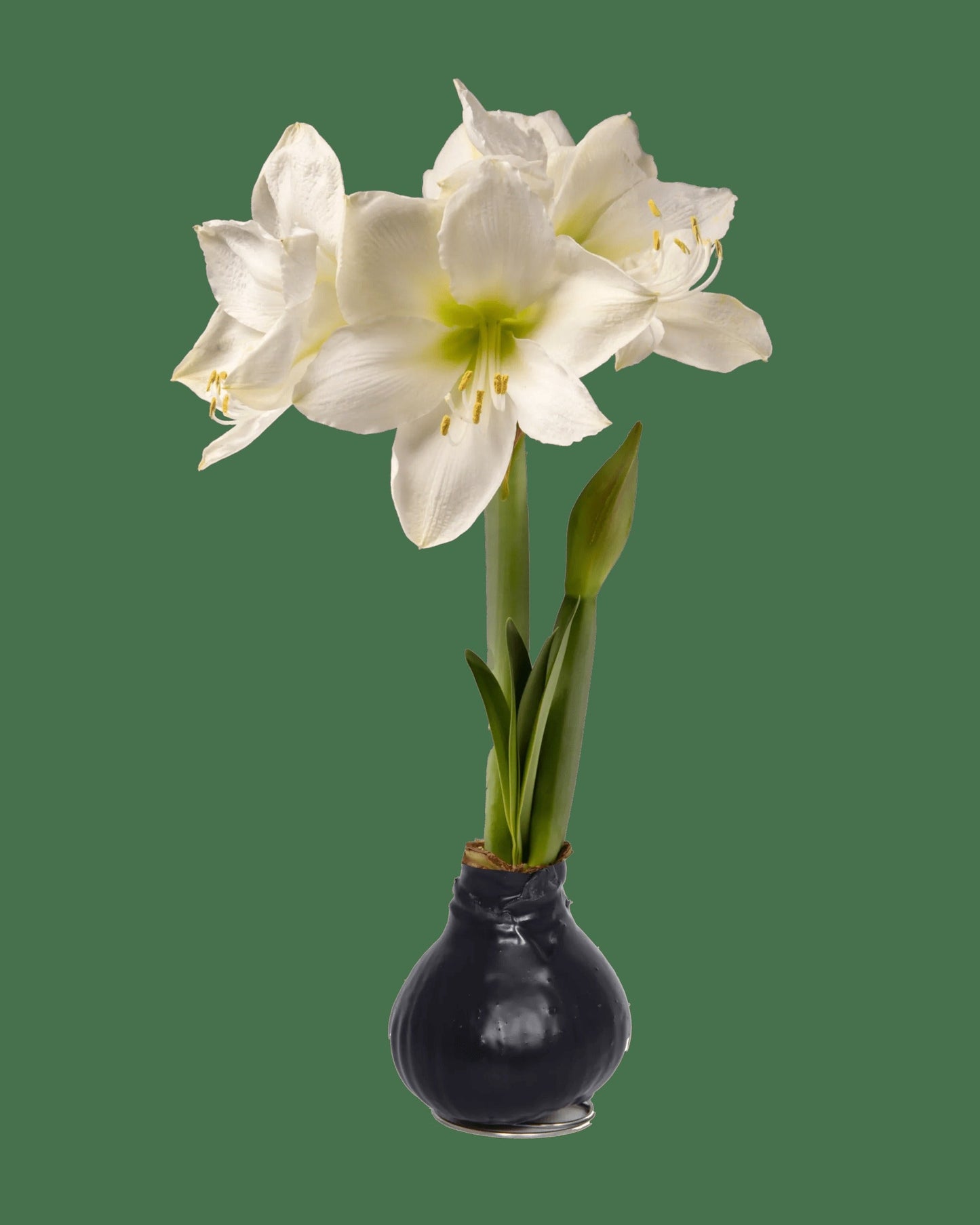 Waxed Amaryllis