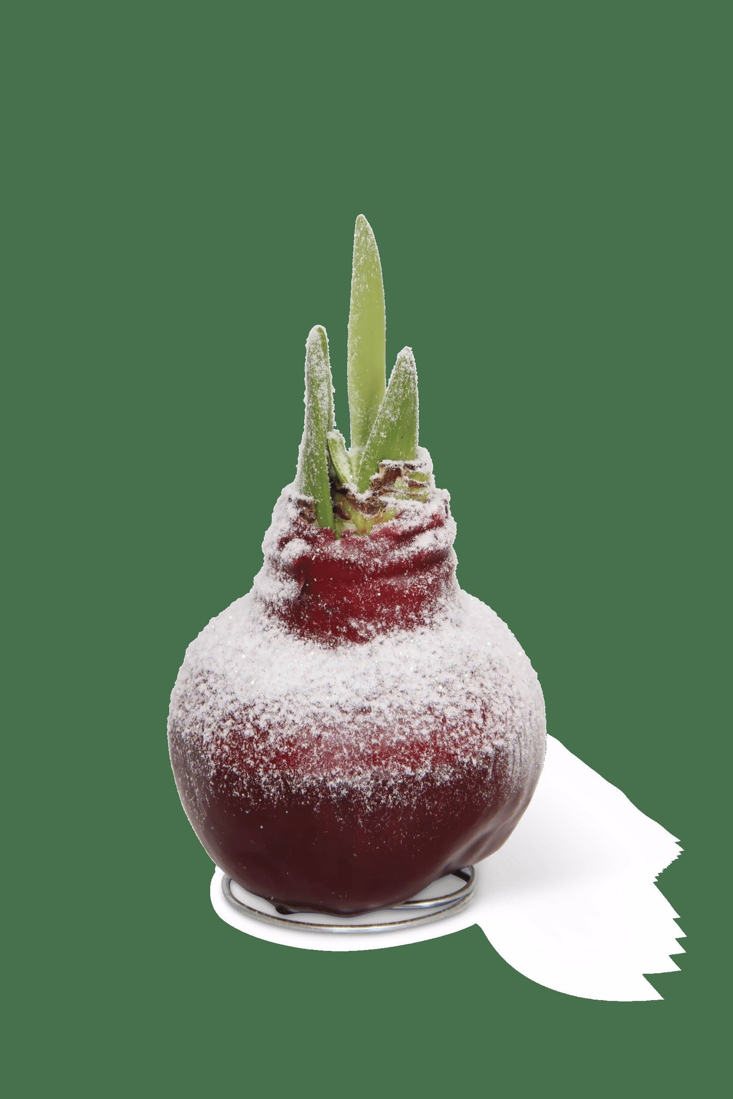 Snow Waxed Amaryllis