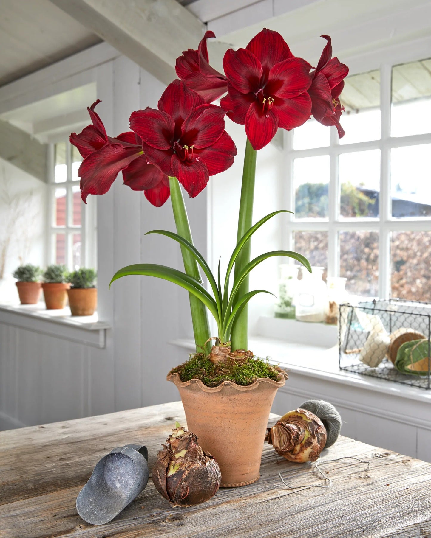 Premium Amaryllis Bulbs (Set of 2)