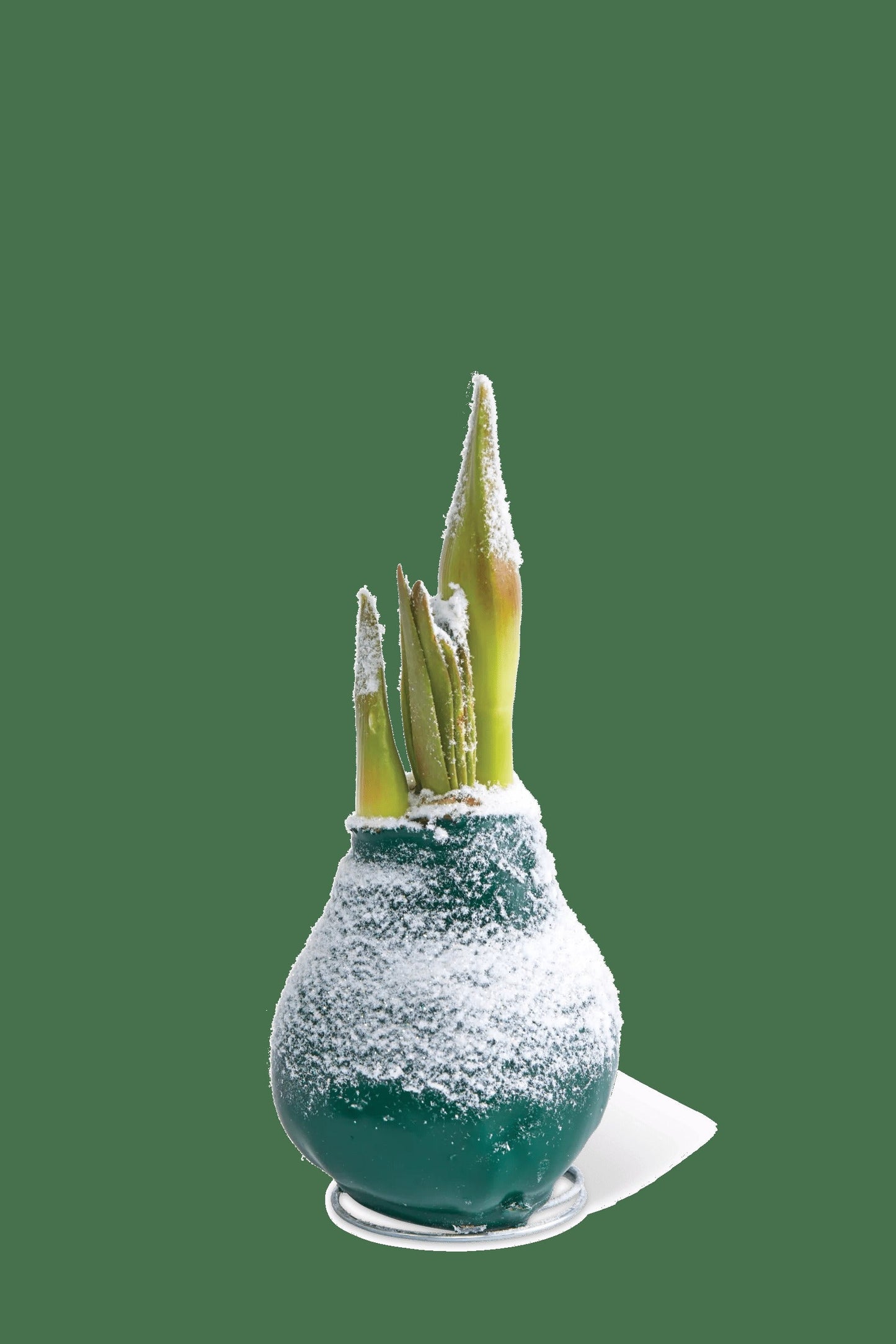 Snow Waxed Amaryllis