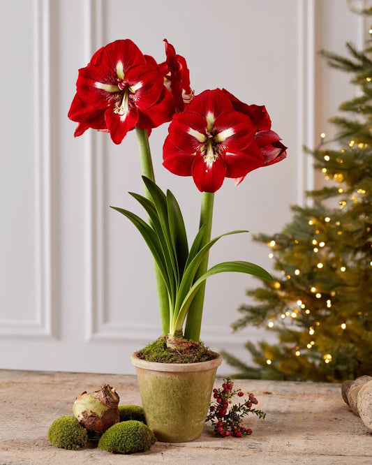 Premium Amaryllis Bulbs