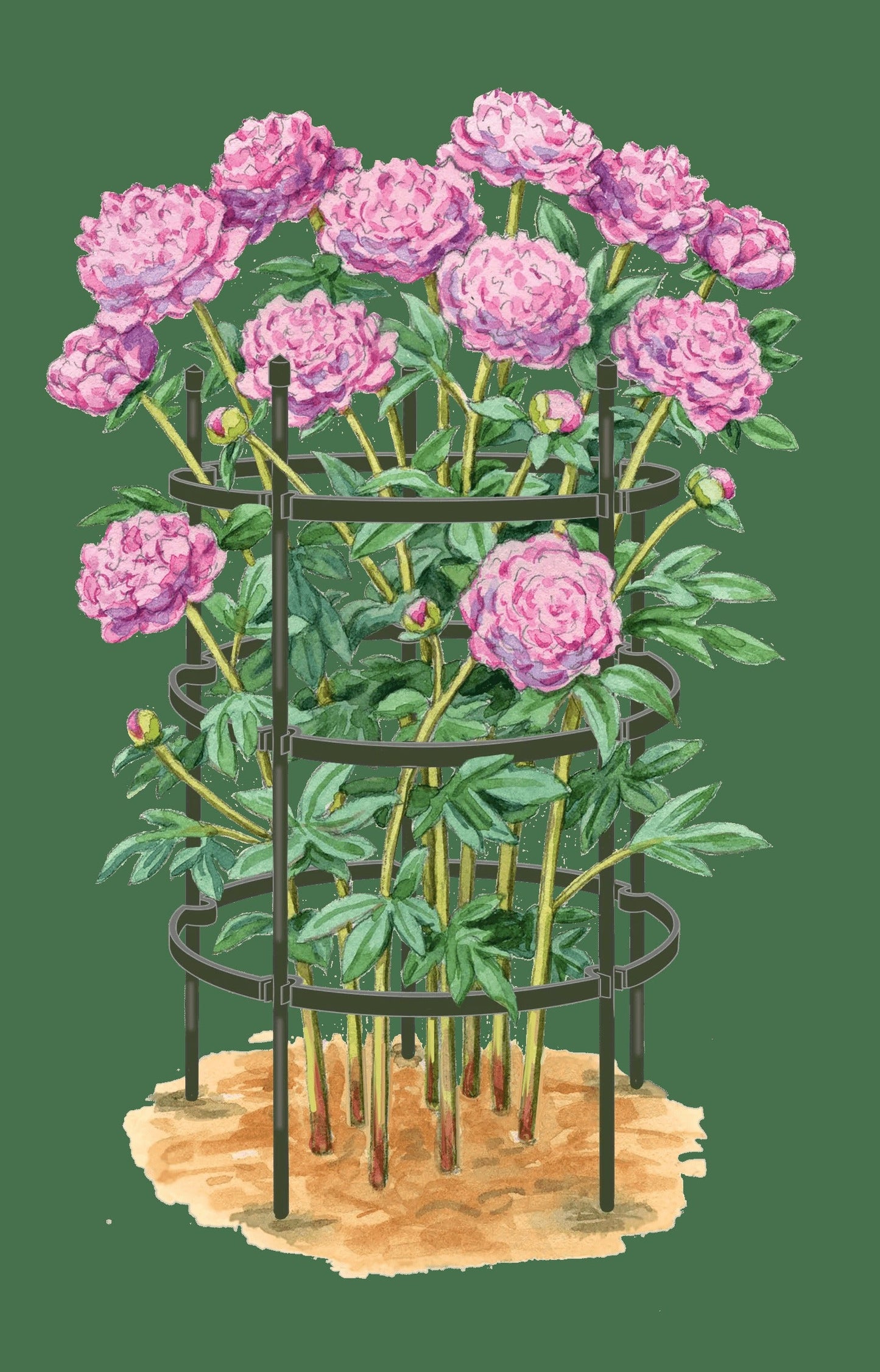 TitanTM Peony Supports, Large, Set of 2