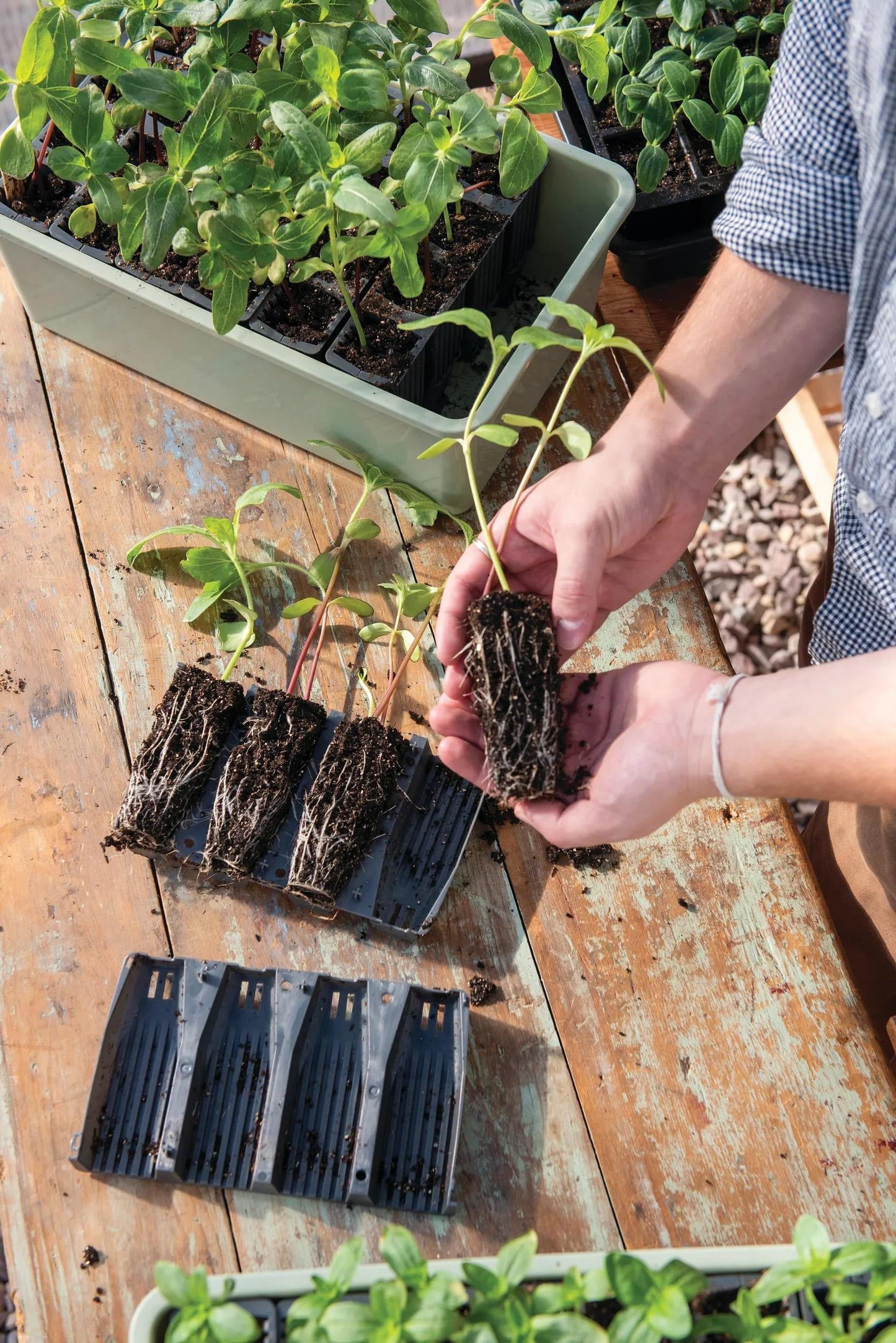 Deep Root Success Kit