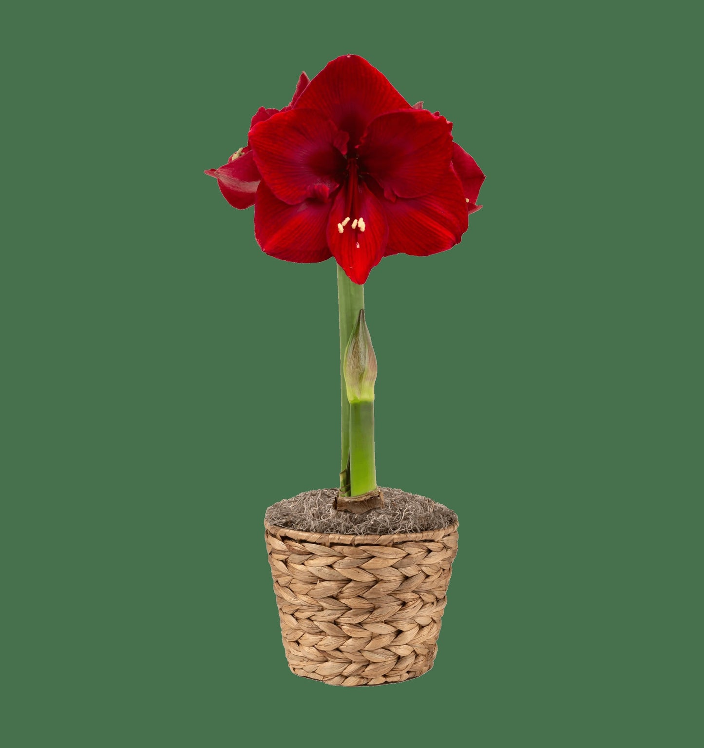 Calypso Potted Amaryllis