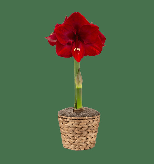Calypso Potted Amaryllis