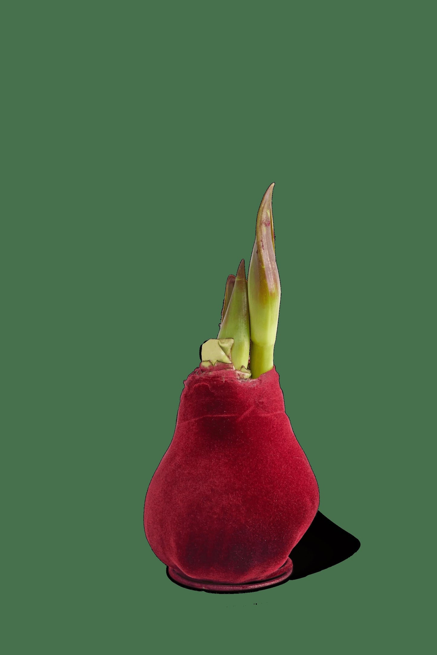 Velvet Waxed Amaryllis